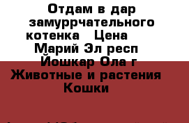 Отдам в дар замуррчательного котенка › Цена ­ 5 - Марий Эл респ., Йошкар-Ола г. Животные и растения » Кошки   